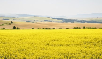 Вот ваш рисунок полей Словакии: