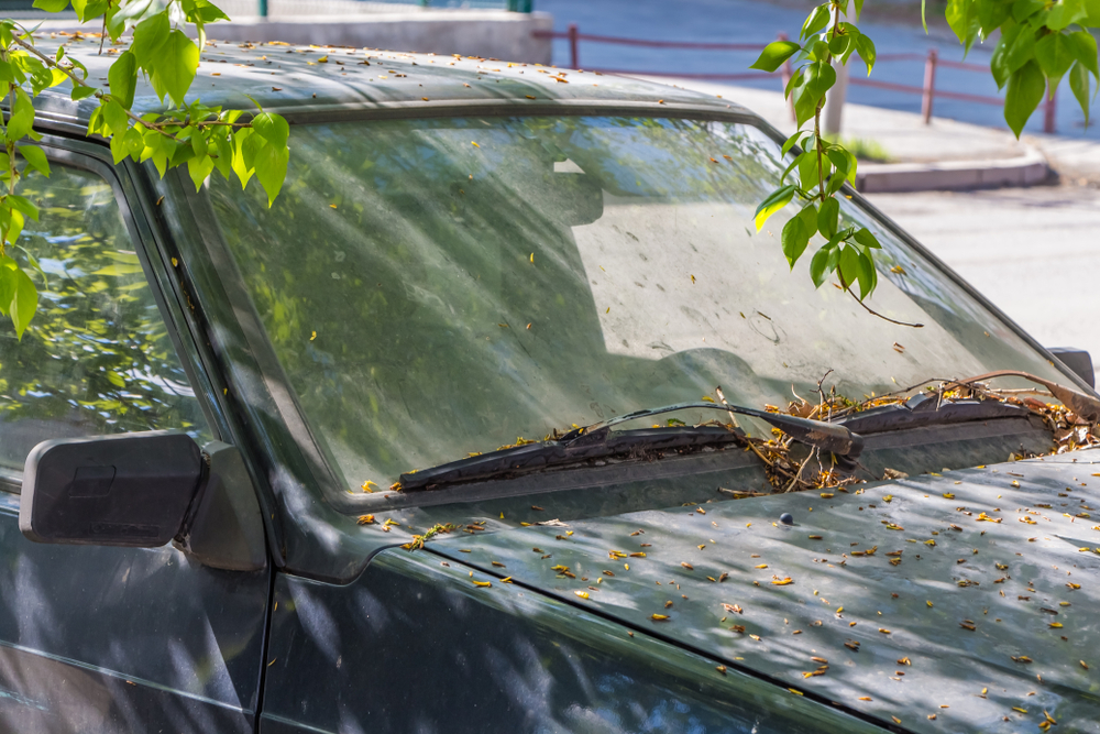 The,Old,Dirty,Car,With,Leaves,And,Poplar,Buds